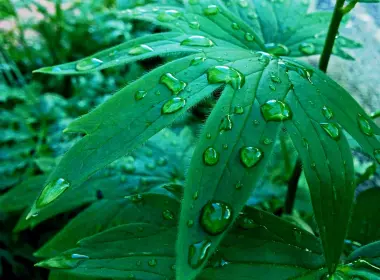 自然 叶子 绿色 花 雨滴 水滴 高清壁纸 1920x1200