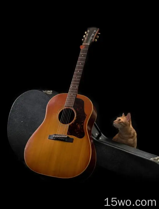 吉他、猫、乐器、弦