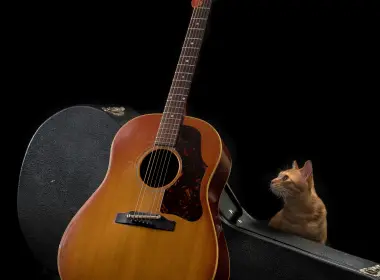 吉他、猫、乐器、弦 4679x6144