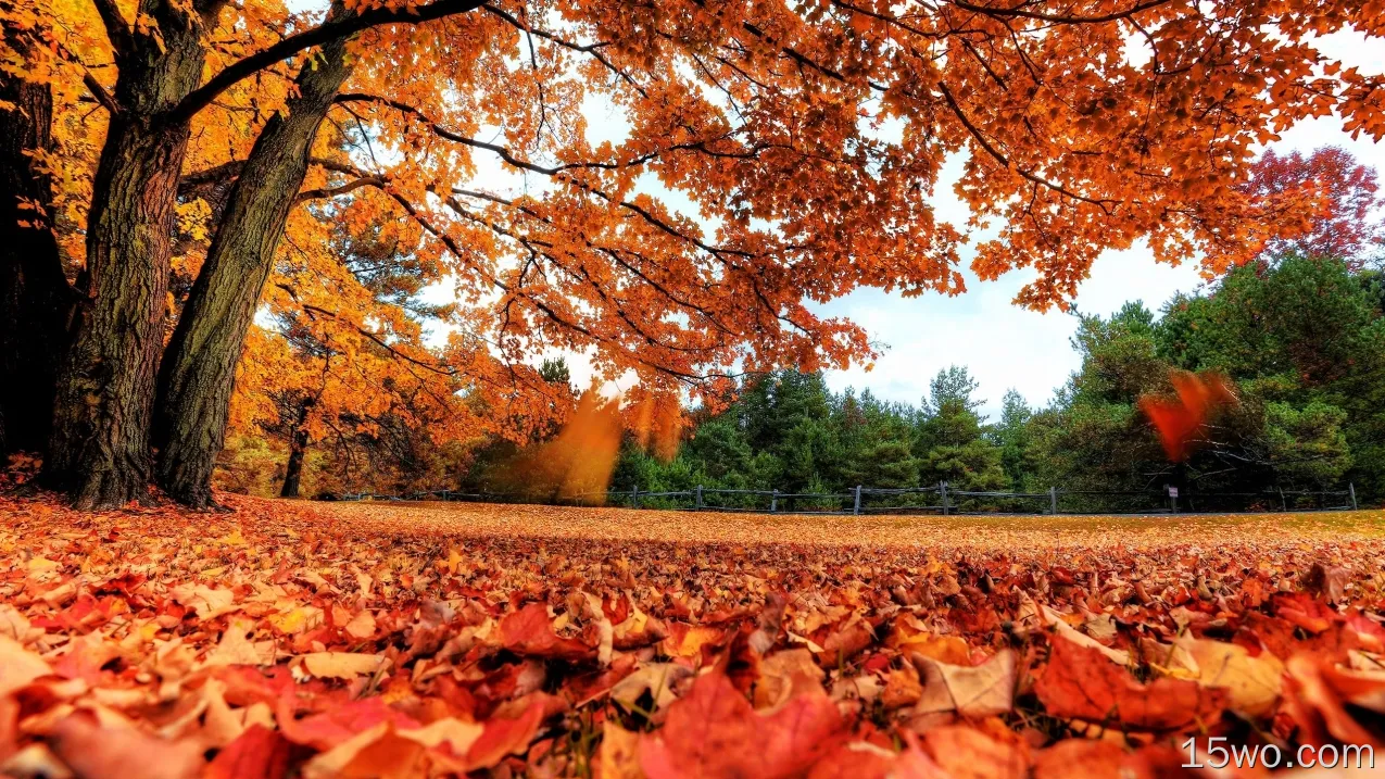 秋天，树叶，树木，仰视图，公园，秋天