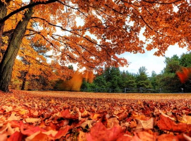 秋天，树叶，树木，仰视图，公园，秋天 2560x1440
