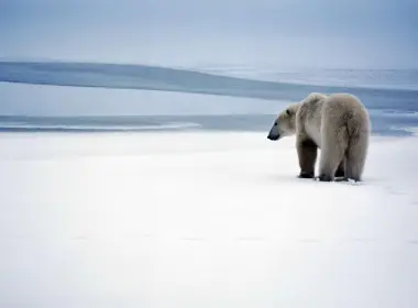 动物 北极熊 熊 高清壁纸 1920x1200