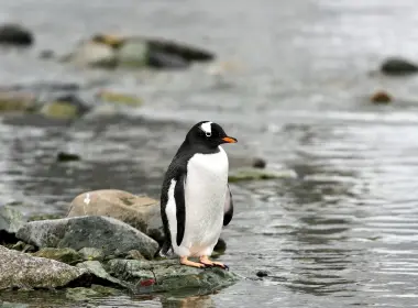 野生动物 企鹅 河流 3840x2160