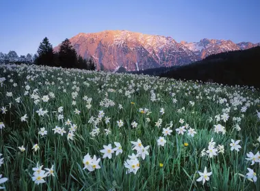 水仙花花坛，奥地利，白花，山脉，风景 2560x1920