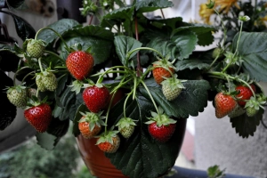 草莓，未熟，盆栽，水果  3880x2687