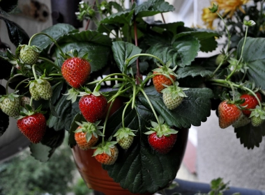 草莓，未熟，盆栽，水果 3880x2687