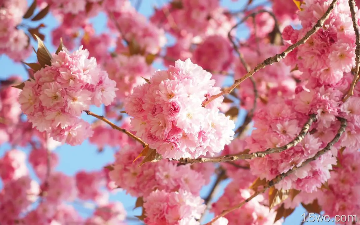 自然 Sakura 花簇 春季 高清壁纸