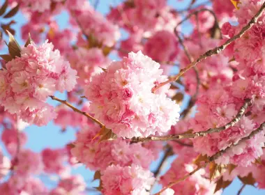 自然 Sakura 花簇 春季 高清壁纸 3840x2400