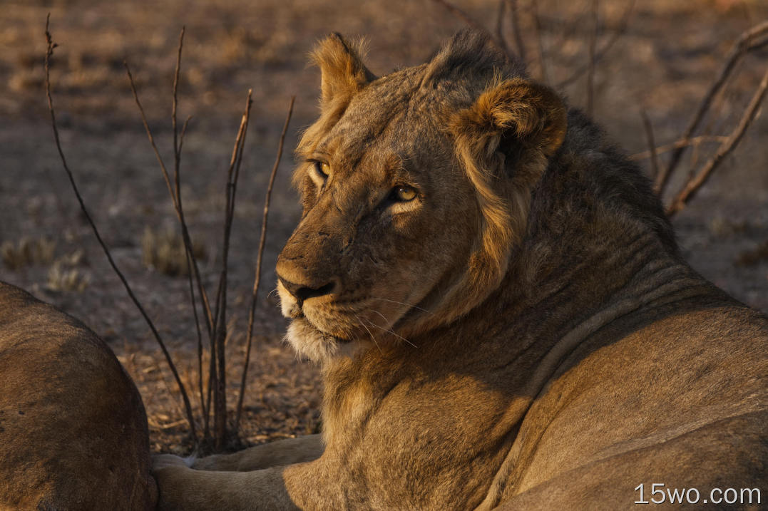 动物 狮子 猫 Kafue National Park Zambia Big Cat Wildlife Africa predator 高清壁纸
