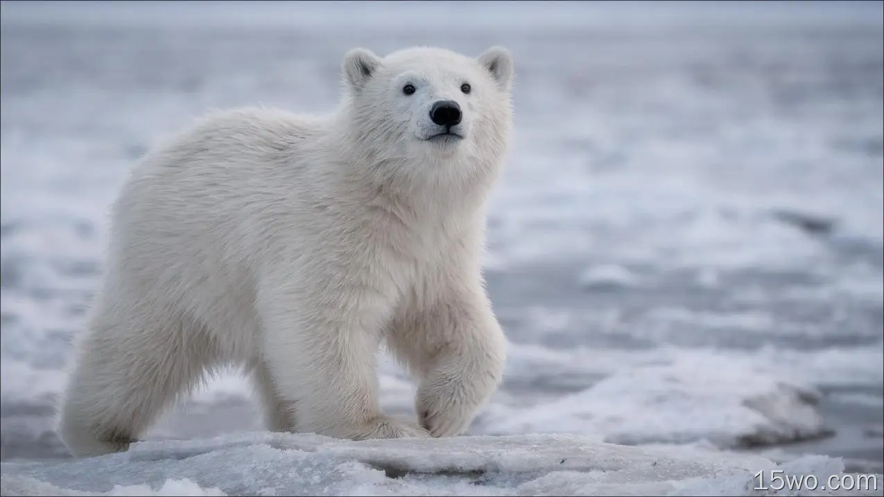 动物 北极熊 熊 Wildlife Baby Animal Cub 高清壁纸