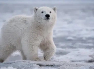 动物 北极熊 熊 Wildlife Baby Animal Cub 高清壁纸 1920x1080