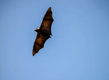 动物 Bat 鸟 蝙蝠 高清壁纸 5889x3931