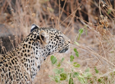豹，侧面视图，捕食者，野生，植物，大型猫科动物 3753x2512