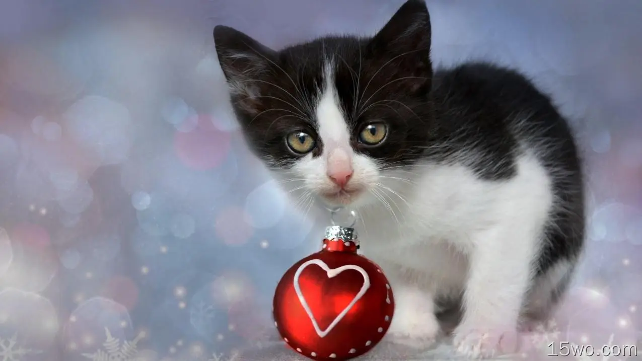 小猫，圣诞装饰，博克，黑白，猫