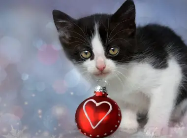 小猫，圣诞装饰，博克，黑白，猫 2560x1440