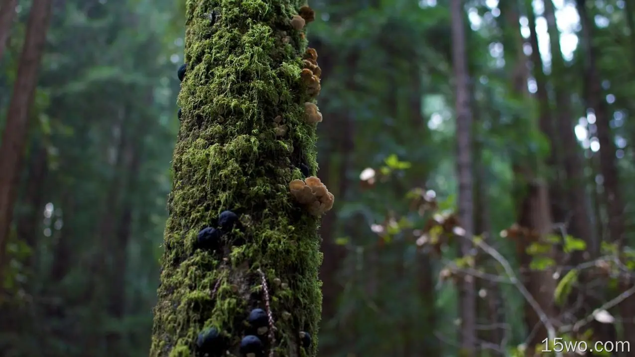 自然 蘑菇 苔藓 森林 绿色 高清壁纸