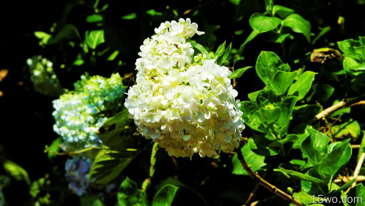 自然 绣球花 花卉 花 大自然 White Flower 高清壁纸