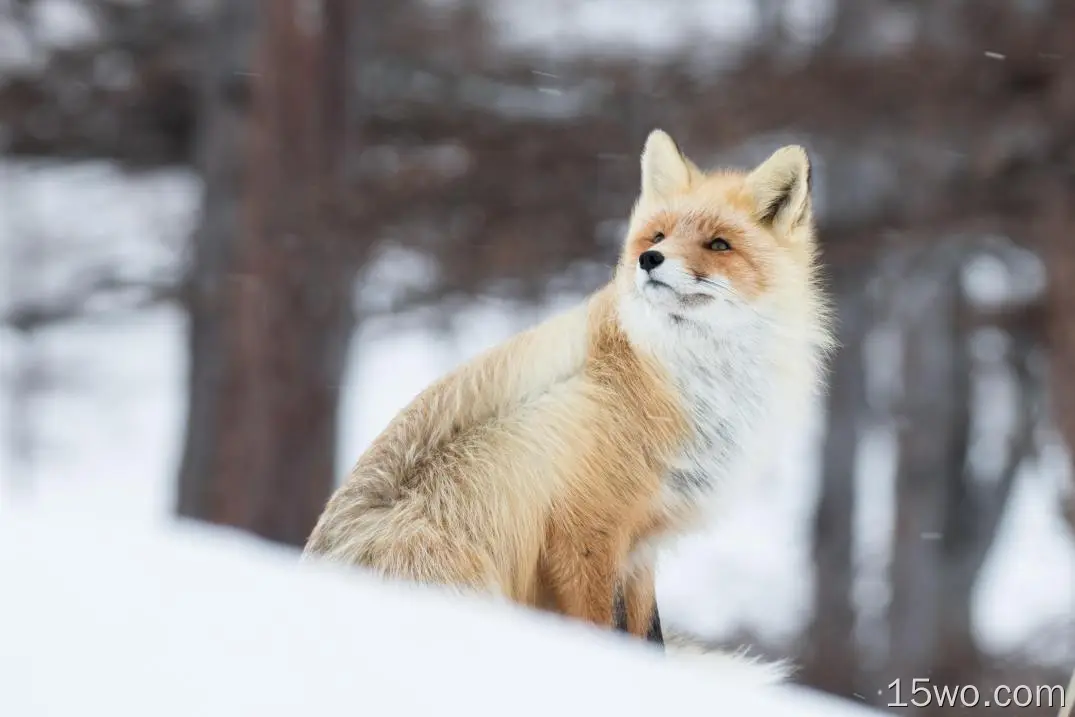 狐狸在雪5k壁纸