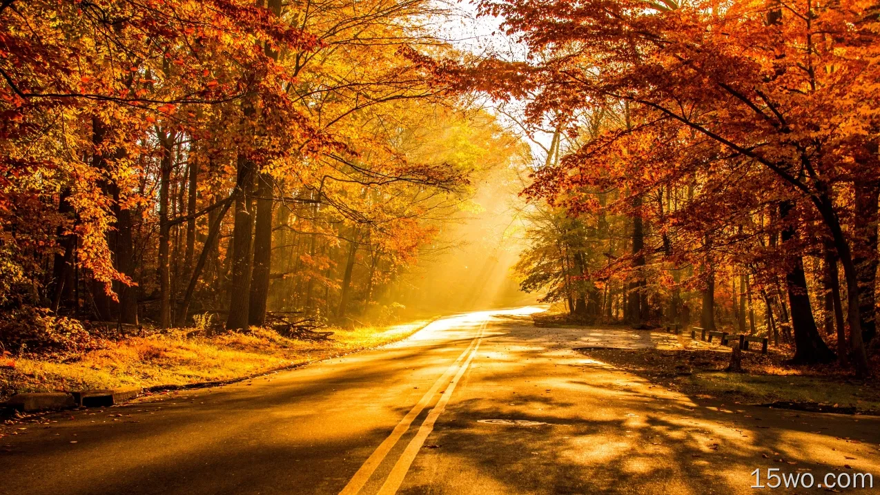 秋天，风景，秋天，道路，树叶，阳光