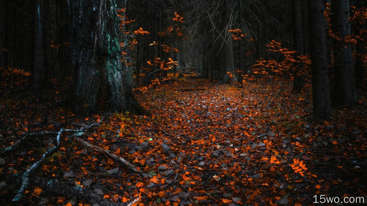 森林离开秋天8k壁纸