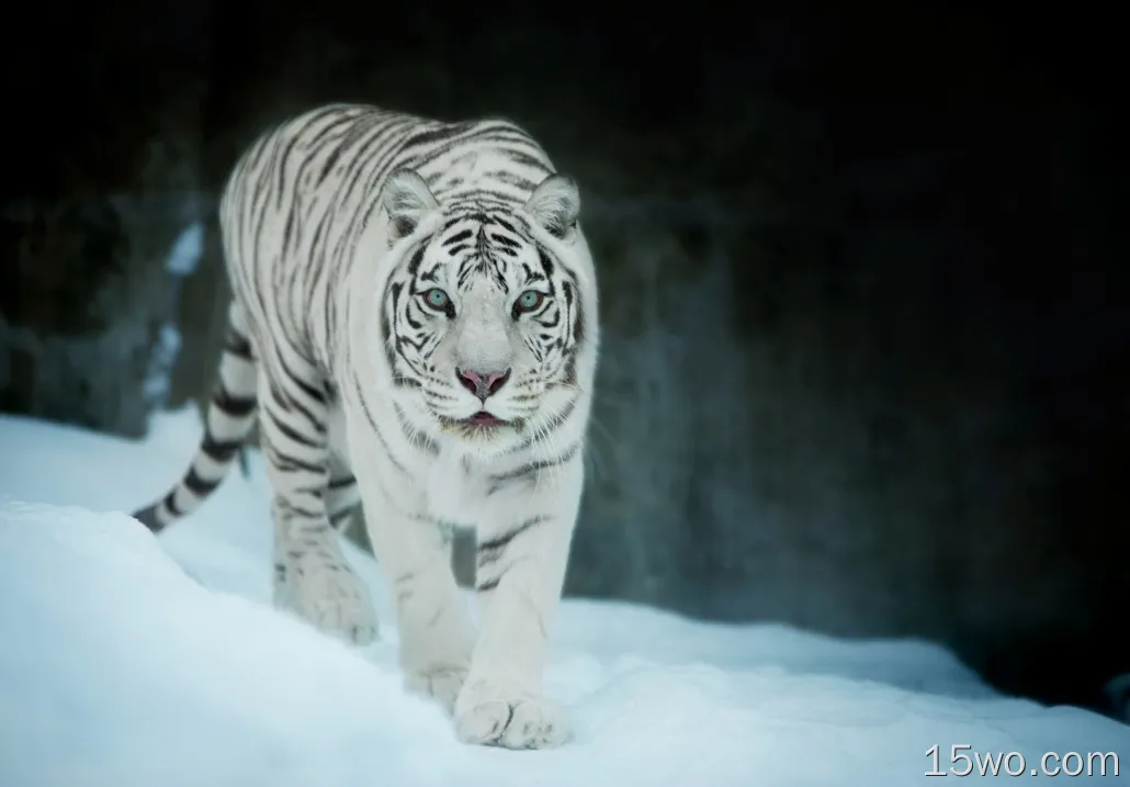 在雪壁纸的白色老虎