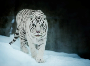 在雪壁纸的白色老虎 2670x1858