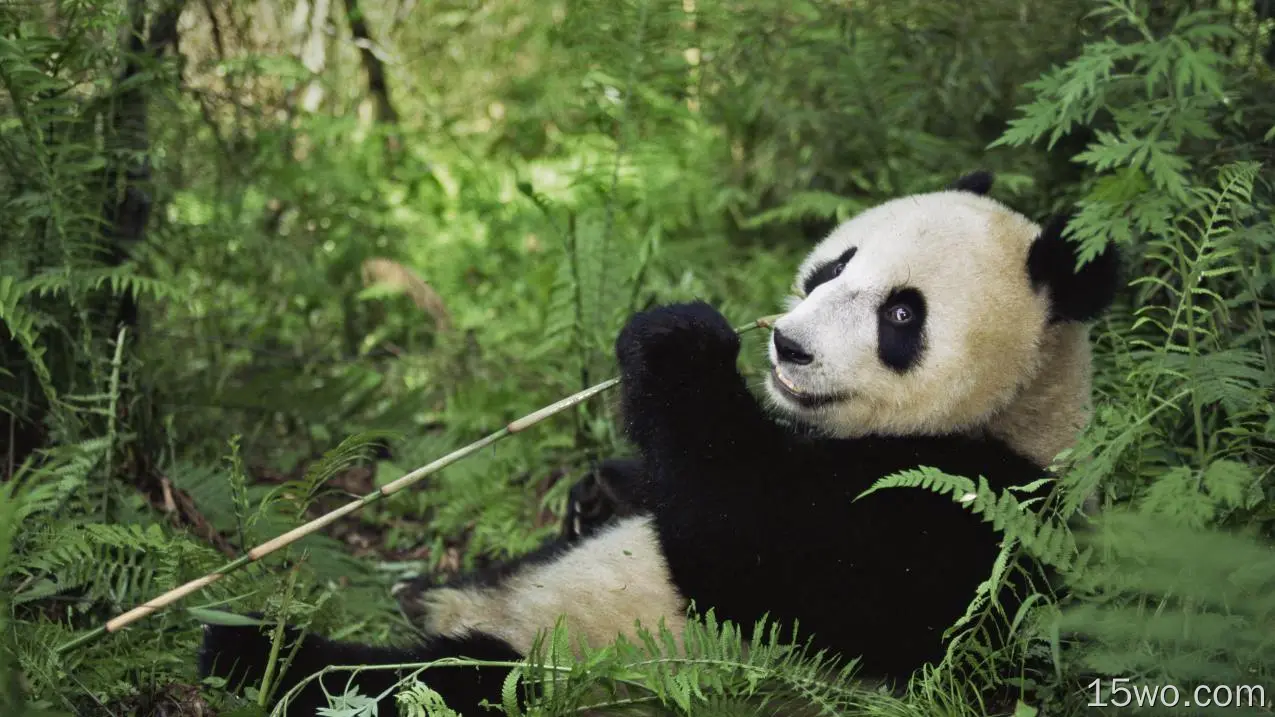 野生动物 熊猫 国宝 竹子