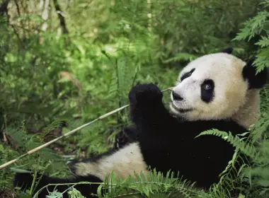 野生动物 熊猫 国宝 竹子 3840x2160