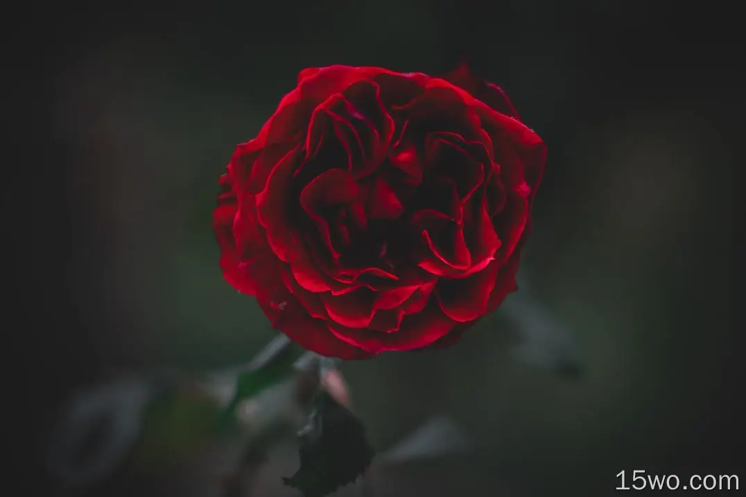 红玫瑰，特写，花瓣，模糊