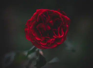 红玫瑰，特写，花瓣，模糊 5184x3456