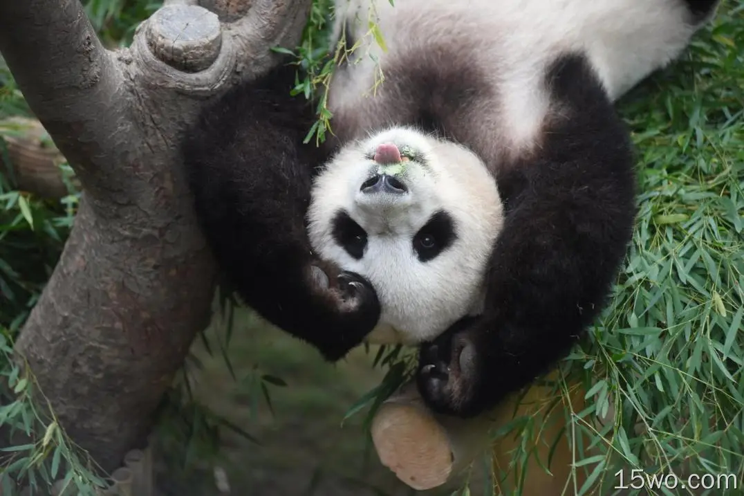 动物 大熊猫 可爱 高清壁纸