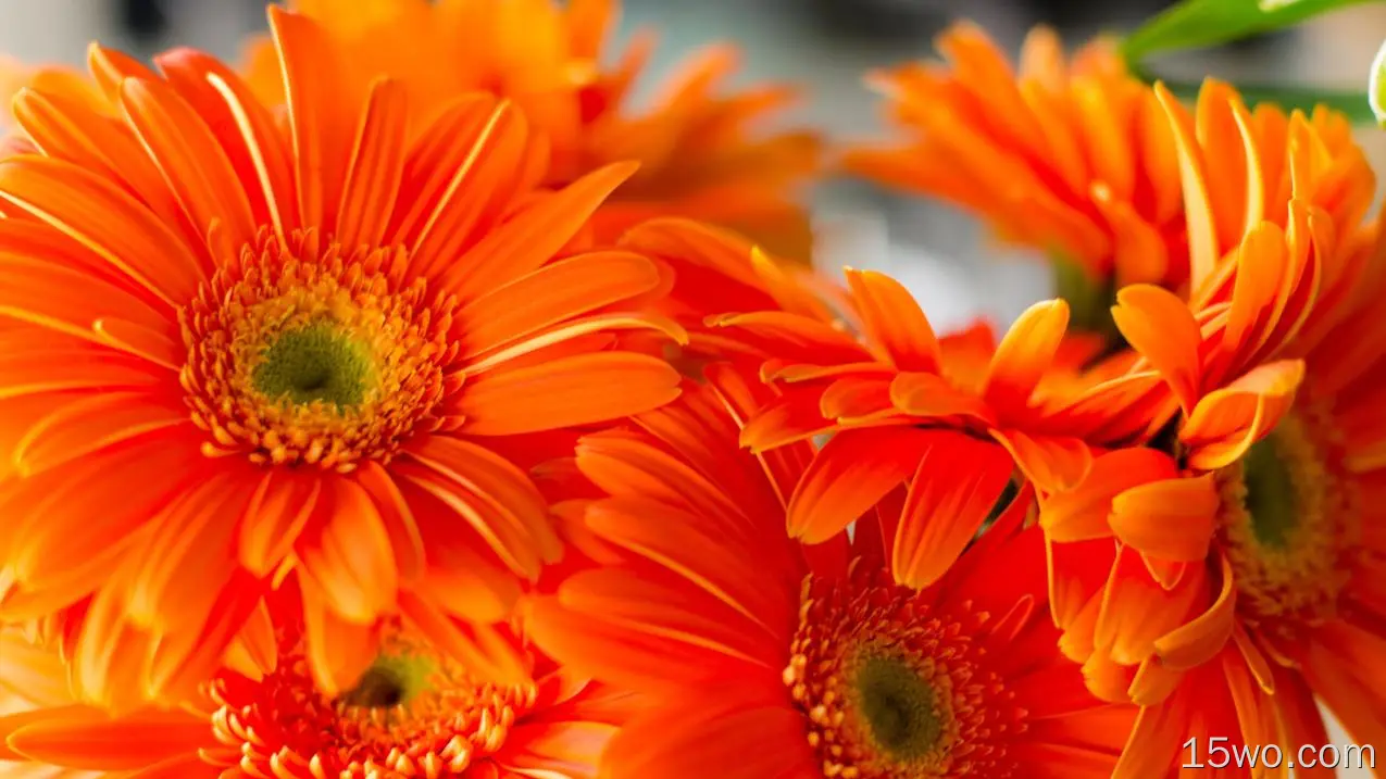 橙色雏菊，大型，特写，花瓣，春天