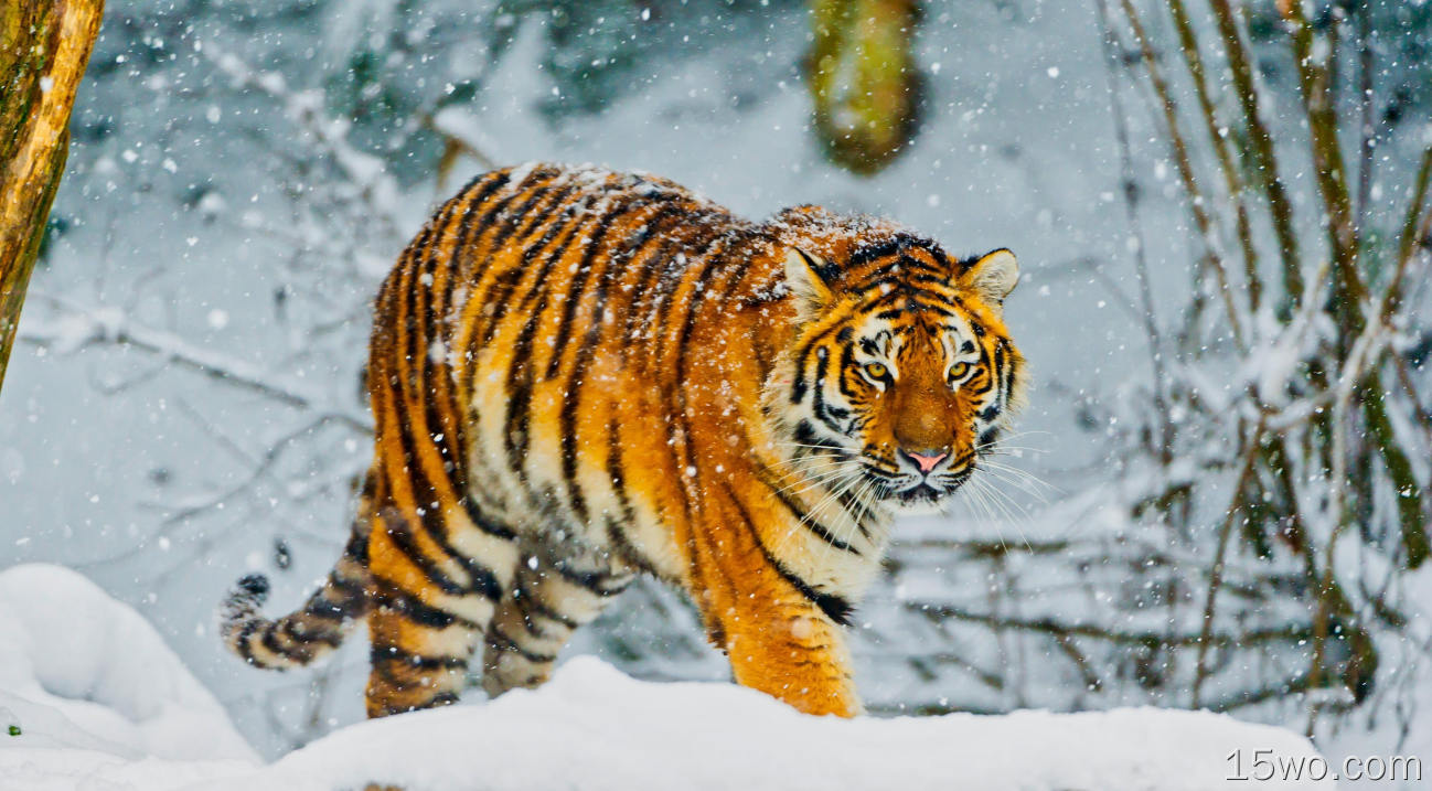 西伯利亚虎，行走，下雪，冬季，食肉动物，野生动物，大型猫科动物