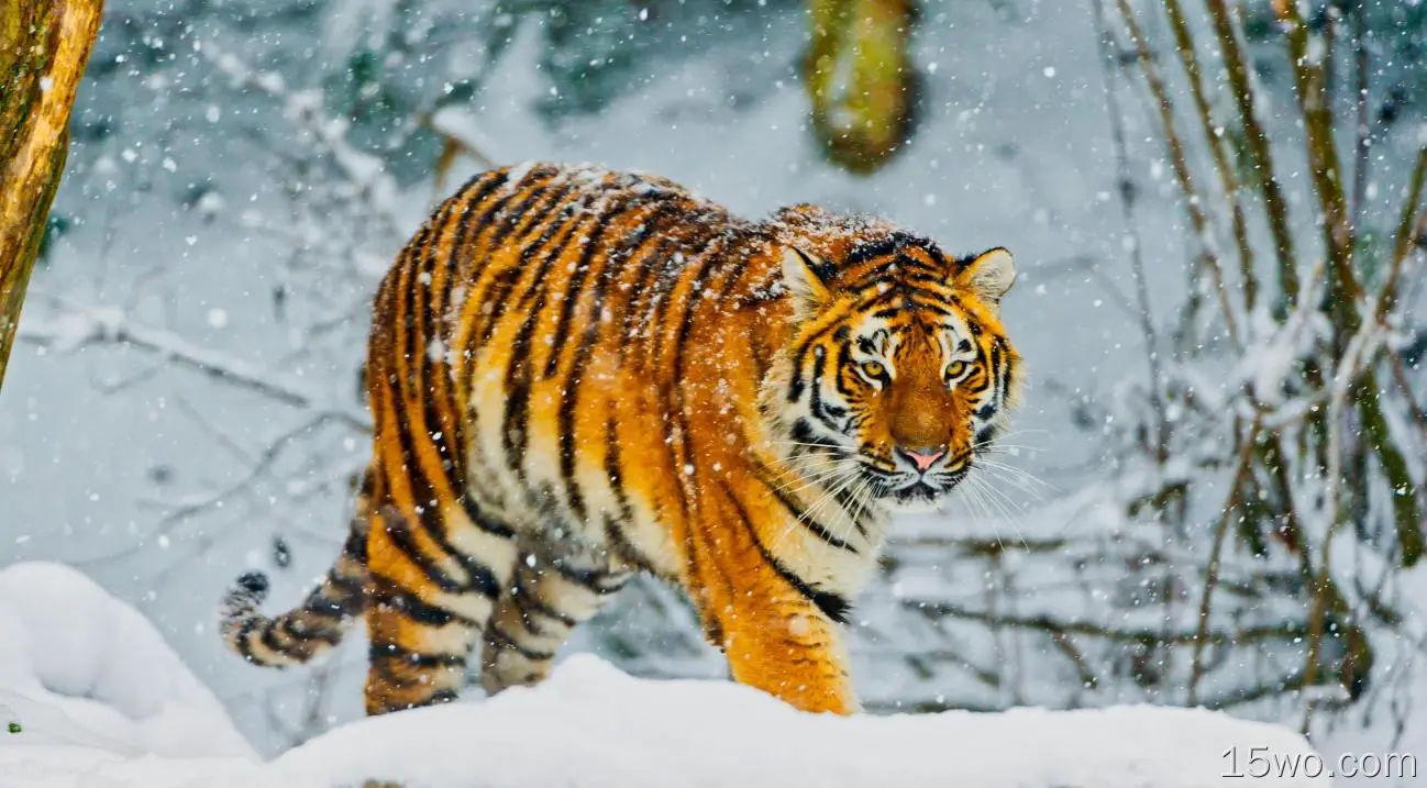 西伯利亚虎，行走，下雪，冬季，食肉动物，野生动物，大型猫科动物