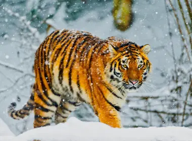 西伯利亚虎，行走，下雪，冬季，食肉动物，野生动物，大型猫科动物 4146x2291