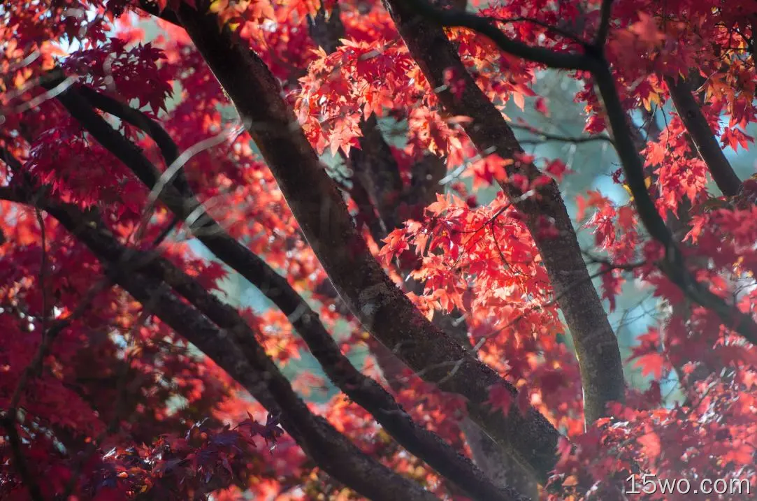 红色秋天树秋叶5k壁纸