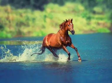 河水,马儿跑步图片 4000x2478