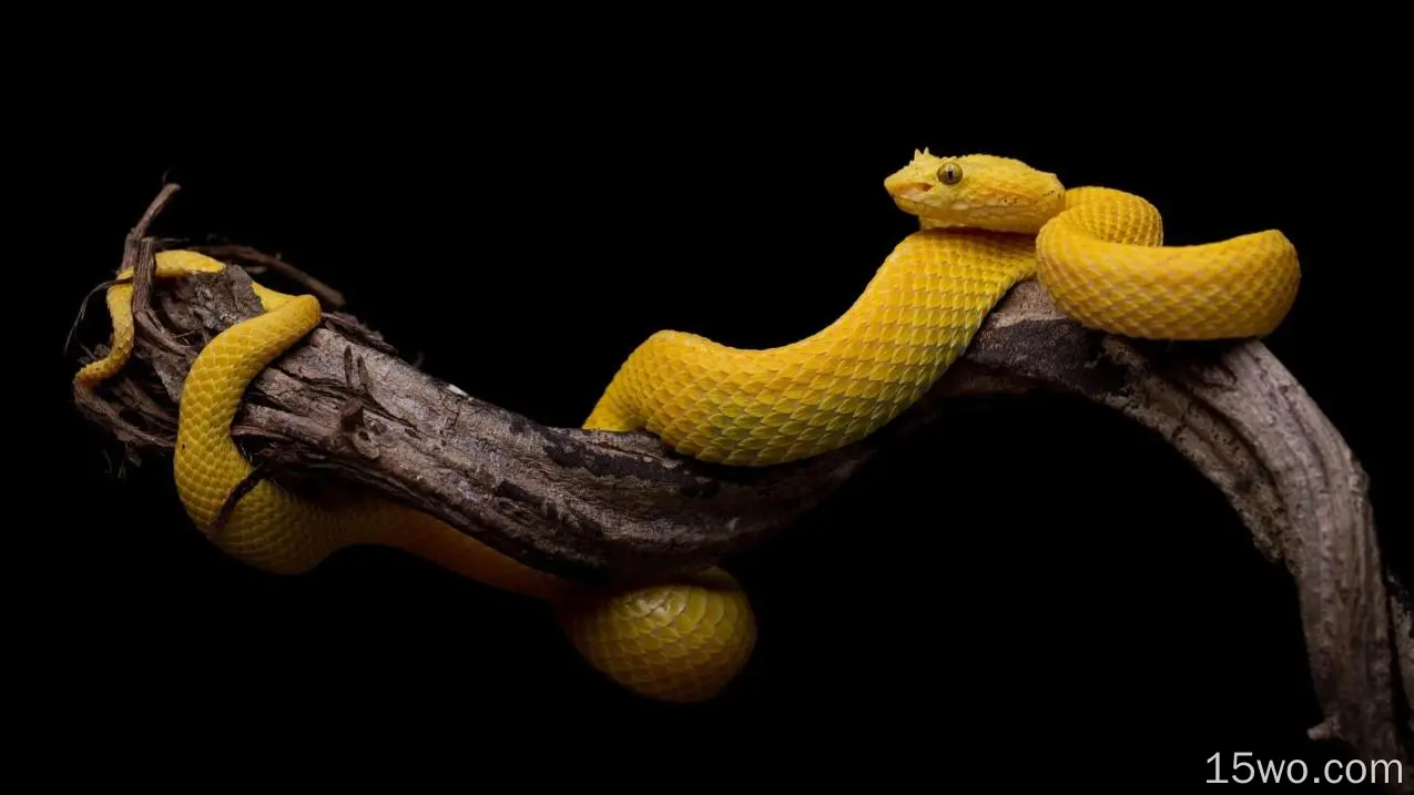 黄蛇、树枝