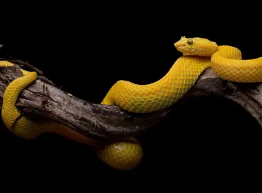 黄蛇、树枝 3840x2160