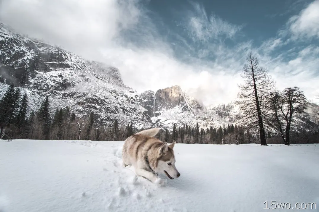 西伯利亚雪橇犬在雪5k壁纸