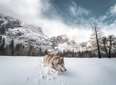 西伯利亚雪橇犬在雪5k壁纸 5336x3557