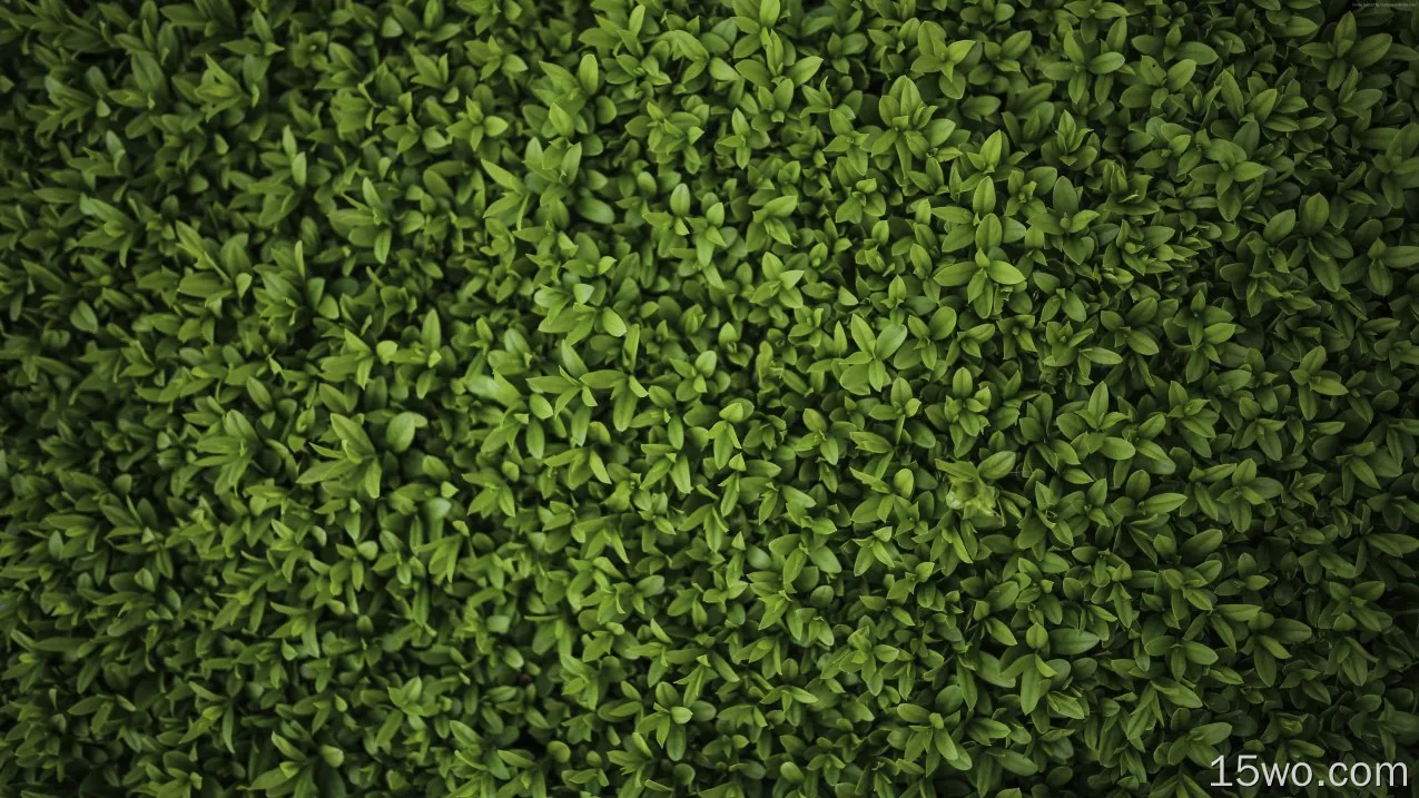 绿色植物离开5k壁纸