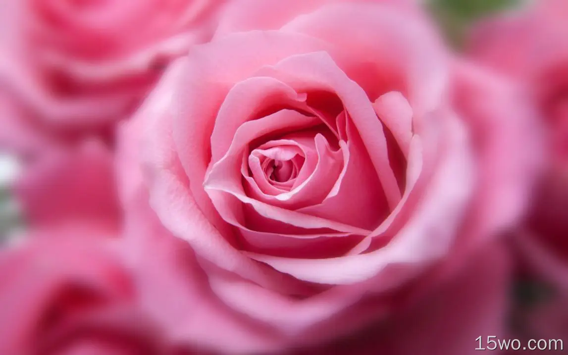 粉红色玫瑰，花瓣，模糊，特写