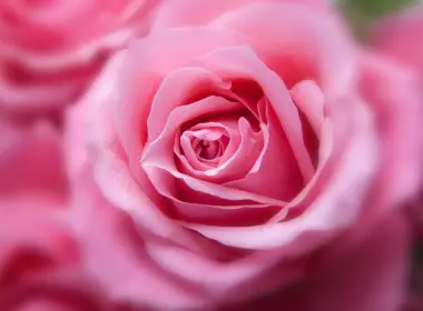 粉红色玫瑰，花瓣，模糊，特写 4752x2970