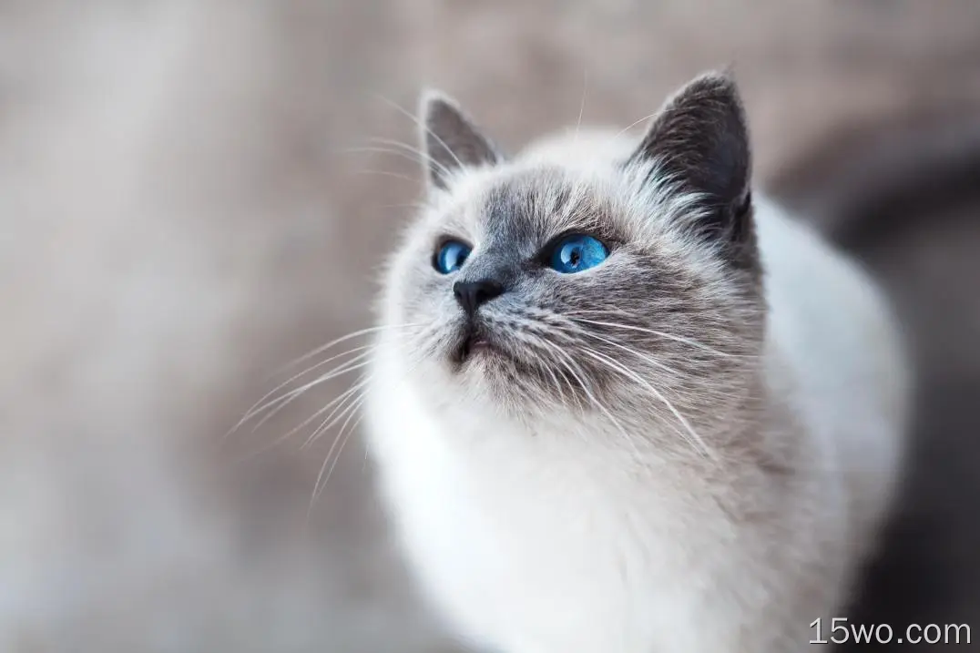 猫，蓬松，蓝眼睛，威严