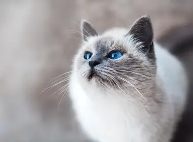 猫，蓬松，蓝眼睛，威严 5184x3456