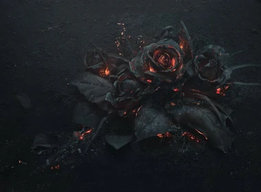 燃烧后的玫瑰灰烬个性电脑壁纸 2560x1440