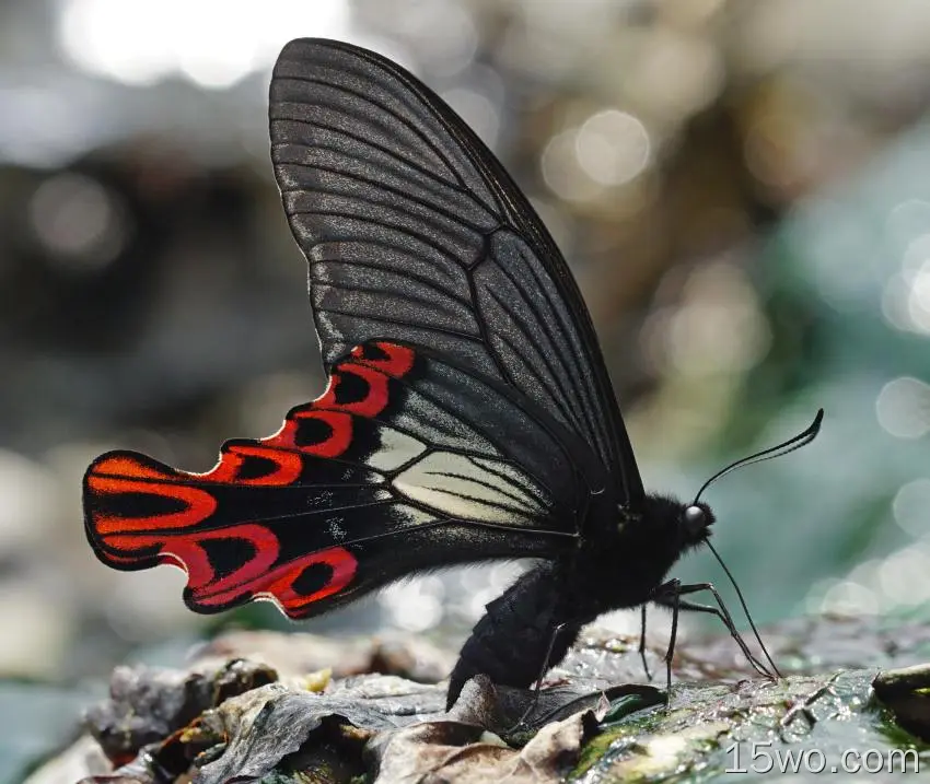 动物 Swallowtail Butterfly 昆虫 Papilio Maraho Swallowtail 蝴蝶 高清壁纸