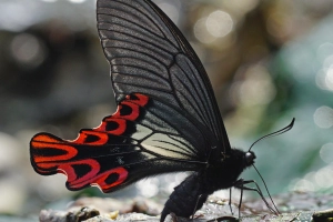 动物 Swallowtail Butterfly 昆虫 Papilio Maraho Swallowtail 蝴蝶 高清壁纸  4200x3543