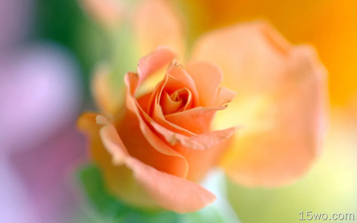 盛开的橙色玫瑰微距摄影电脑壁纸